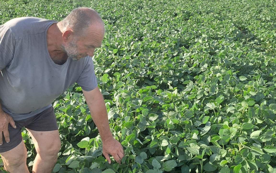 Євген оглядає посіви сої